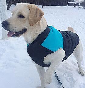 Outdoor Breathable Pet Vest